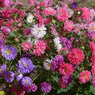 Paudha Aster Mix Seed(26 per packet)