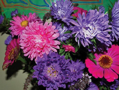 Paudha Aster Mix Seed(46 per packet)