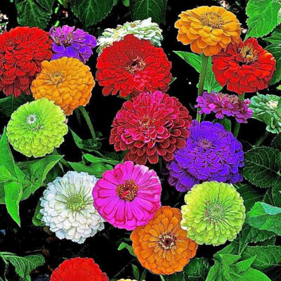 UGRA Zinnia elegans Dahlia Flowered Seed(10 per packet)