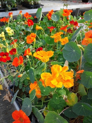 sporos Nasturtium Seed(20 per packet)