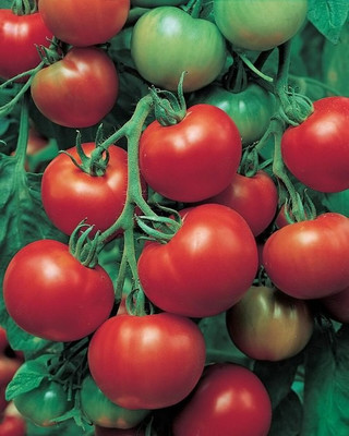 CYBEXIS Sioux Hybrid Tomato 2000 Seeds Seed(2000 per packet)