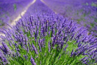 Paudha Lavender Seed(51 per packet)