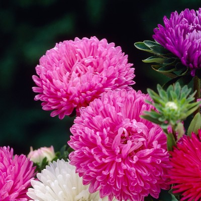 ALPINE HYBRID SEEDS Aster Seed(50 per packet)