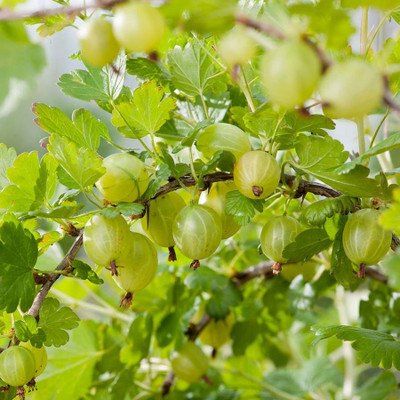 FLARE SEEDS Gooseberry Amla Seed(100 per packet)