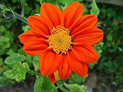 sporos Tithonia Seed(15 per packet)