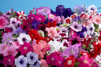 CYBEXIS Petunia Double Mixed Seed(50 per packet)
