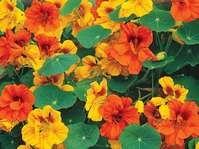 Paudha Nasturtium Seed(35 per packet)