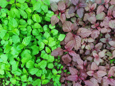 FLARE SEEDS Spinach Red and Green Seed(100 per packet)