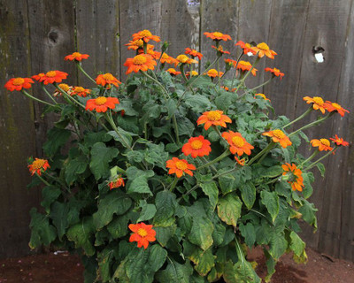 ALPINE HYBRID SEEDS TITHONIA Seed(50 per packet)