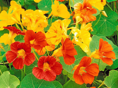 Paudha Nasturtium Seed(35 per packet)