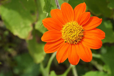 XOLDA Hybrid Tithonia Seed(65 per packet)