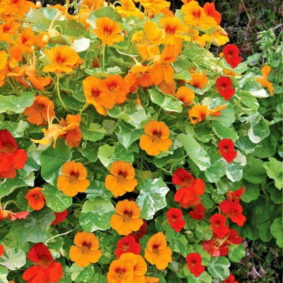 seedagro Nasturtium Seed(100 per packet)
