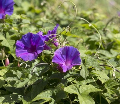 sporos Morning Glory Seed(25 per packet)