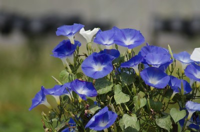 sporos Morning Glory Seed(15 per packet)