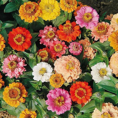 Paudha Zinnia Seed(10 per packet)