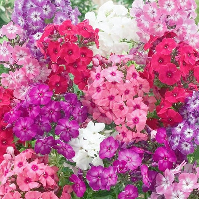 XOLDA Phlox Mix Flower Seed(15 per packet)