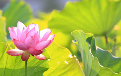 VibeX ™ VXI-913 Nelumbo nucifera ‘Empress’ Lotus Seed(9 per packet)