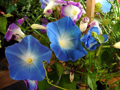 Paudha Morning Glory Seed(10 per packet)