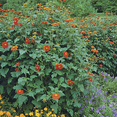XOLDA Hybrid Tithonia Seed(53 per packet)
