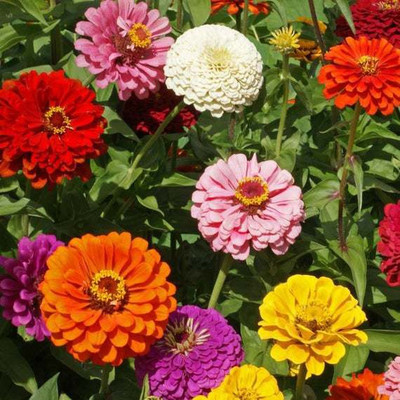Paudha Zinnia Seed(10 per packet)