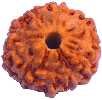 RUDRA DIVINE 10 Face Indonesian Rudraksha10 Mukhi Indonesian Rudraksha/Ten Faced Indonesian Rudraksha with Lab Certified Wood