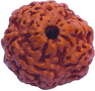 RUDRA DIVINE Indonesian Rudraksha12 Mukhi with Lab Certified Natural brown Wood