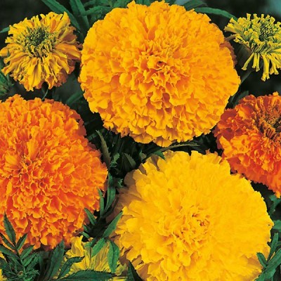 PEARL Marigold African Mix Seed(150 per packet)