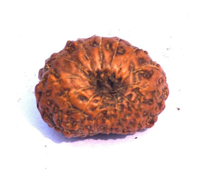 RUDRA DIVINE 14 Face Indonesian Rudraksha14 Mukhi Indonesian Rudraksha/Fourteen Faced Indonesian Rudraksha with Lab Certified Wood