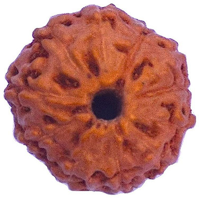 RUDRA DIVINE RUDRADIVINE 11 Faced Indonesian Rudraksha with Lab Certified Wood
