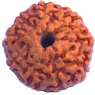 RUDRA DIVINE 9 Face Indonesian Rudraksha 9 Mukhi Indonesian Rudraksha/Nine Faced Indonesian Rudraksha with Lab Certified Wood