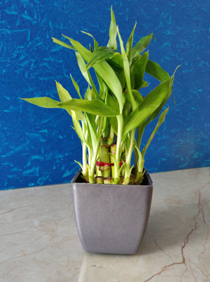 AGAMI Two Layer Bamboo Plant(Pack of 1)