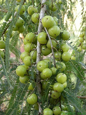 saraswati traders Amla Plant(Hybrid, Pack of 1)
