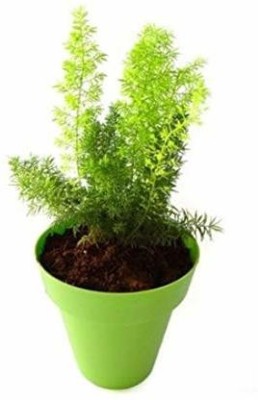 MODERN PLANT Shatvari Plant(Pack of 1)