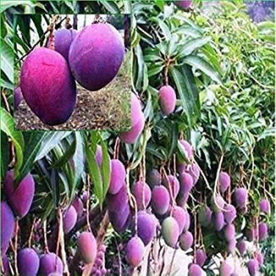 MiracleGarden Mango Plant(Hybrid, Pack of 1)