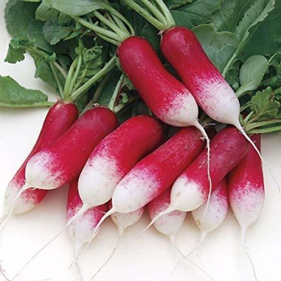 VibeX ™ LXI-712 Radish Half Red Seeds Seed(50 per packet)