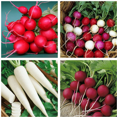 ENINE Radish Seed(125 per packet)