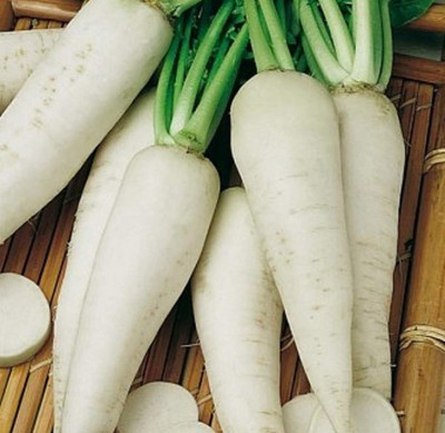 WILLVINE ™White Icicle Radish Seeds Seed(2500 per packet)