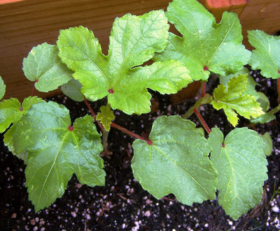 VibeX ™ AFC-33-Okra Bhindi Red Exotic Seeds Seed(75 per packet)