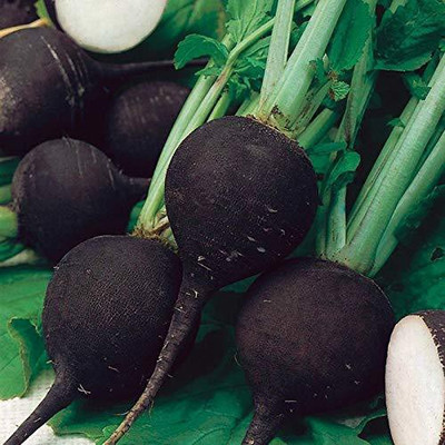Qualtivate ™ Black Spanish Radish Vegetable Seeds-100 Seed Seed(100 per packet)
