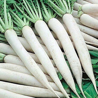 Corofitam ™ Organic Desi Pusa Chekti Long Radish Seeds-100 Seed Seed(100 per packet)