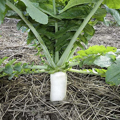 TRICONE Radish Seed(40 per packet)