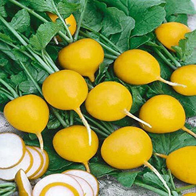 VibeX Radish Seeds Seed(200 per packet)