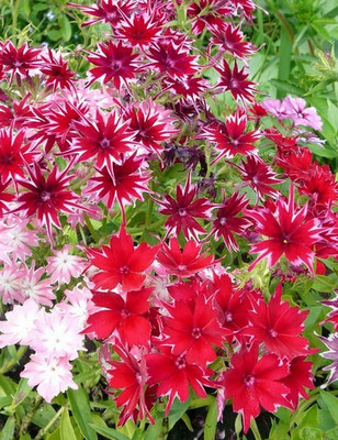 Mozette Phox twinkle Flower Seed(37 per packet)