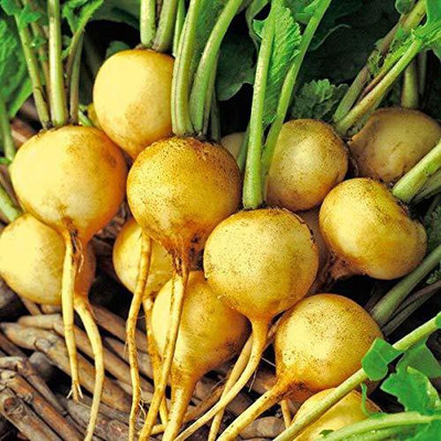 VibeX ™ KGF-736 RADISH YELLOW ROUND SEEDS Seed(125 per packet)