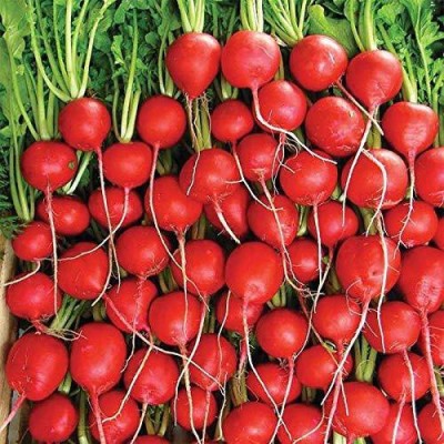 VibeX ® PUSA-749 RADISH FULL RED SEEDS Seed(500 per packet)