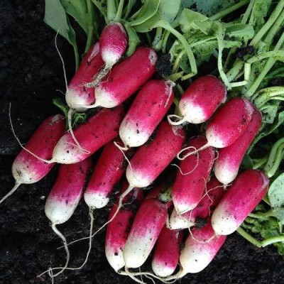 VibeX PUSA-650 RADISH FRENCH BREAKFAST SEEDS Seed(500 per packet)