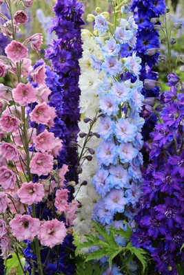 Mozette Larkspur Flower Seed(12 per packet)
