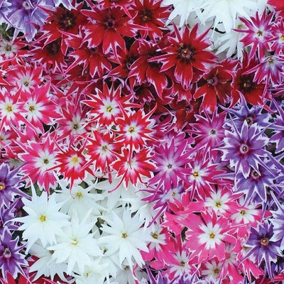 sporos Garden Phlox Mixed Flower Seed(25 per packet)