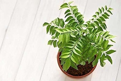 Cloud Farm Curry Leaf Plant(Hybrid, Pack of 1)
