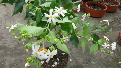 Aywal Nyctanthes arbor-tristis, Night flowering jasmine, Parijat, Flower Seed(25 per packet)